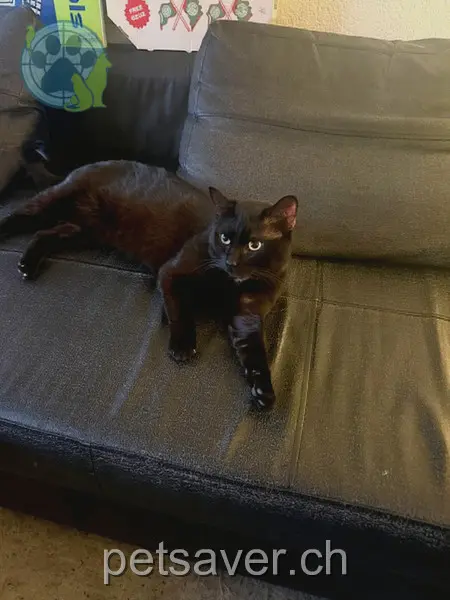 chat lost 25 Dorfstrasse 3436 Zollbrück Bailey