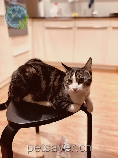 chat lost 11 Hofackerstrasse 3454 Grünen Charlie