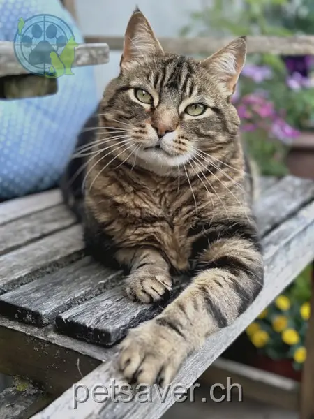 chat lost   3427 Utzenstorf Cheerio