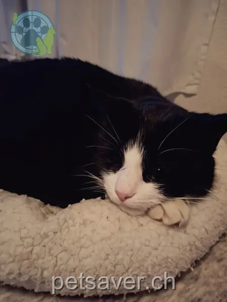 chat lost  Bahnweg 3436 Lauperswil Elio