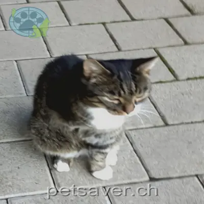 chat lost   3419 Hasle bei Burgdorf Gin