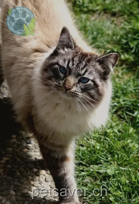 chat lost 47 J. Hochstrasserweg 3427 Utzenstorf Harry