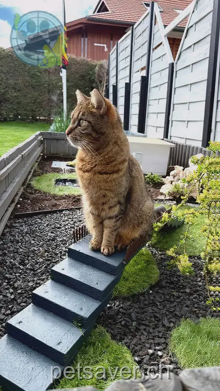 chat lost 1 Büünacherweg 3426 Aefligen Joly