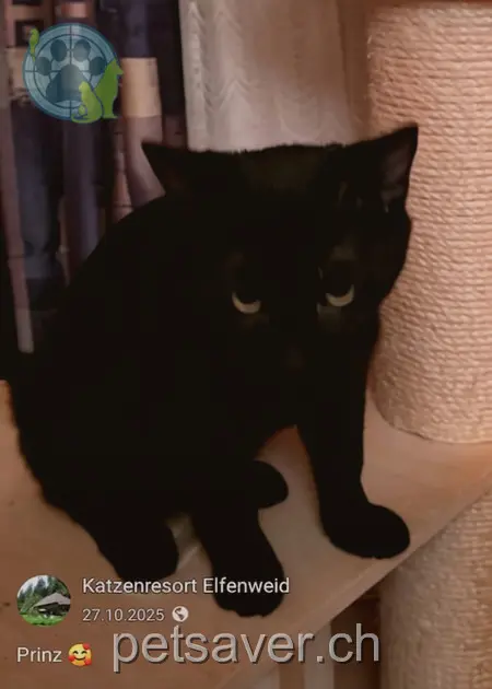 chat lost 54b  3556 Trub Prinz