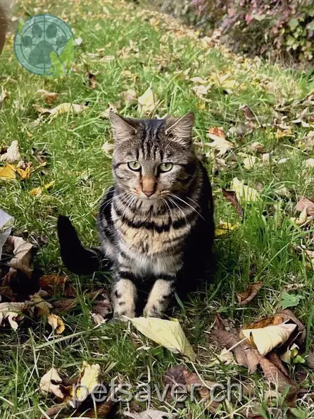 chat lost 22 Geissrüttiweg 3414 Oberburg Simba