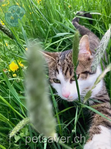 chat lost 147c  3537 Eggiwil Simba