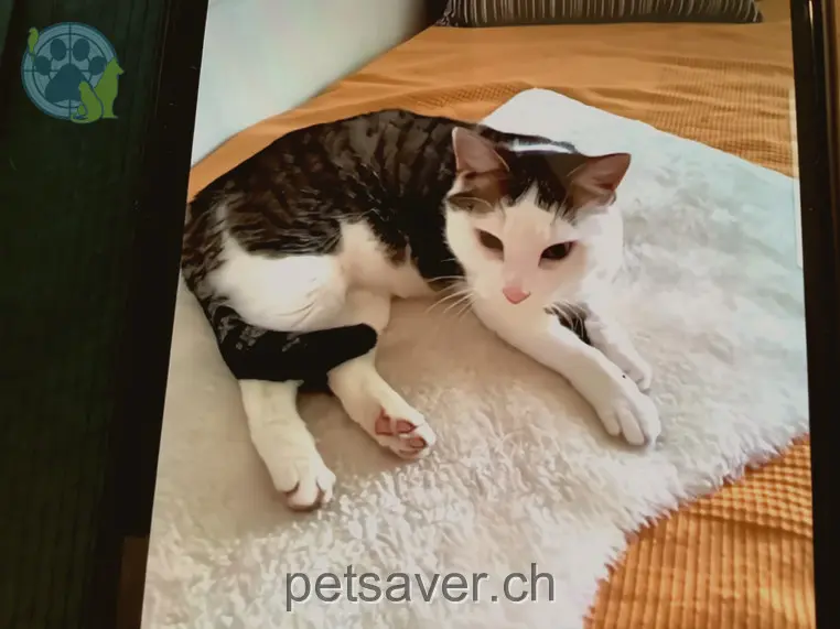 chat lost  Pleerstrasse 3400 Berthoud Sting