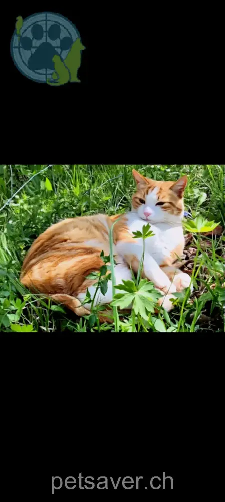 chat lost 29 Steineggstrasse 3770 Grubenwald Diego