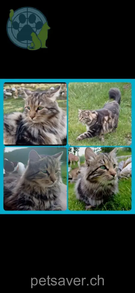 chat lost 8 Rinderbergstrasse 3770 Blankenburg Saphir