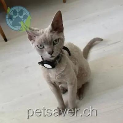 chat lost 21 Chemin de la Récille 2520 La Neuveville Guiness