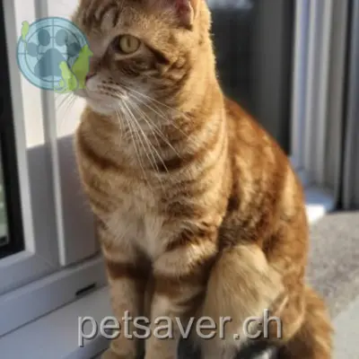 chat lost 6a Les Auvattes 2736 Sorvilier Harvey