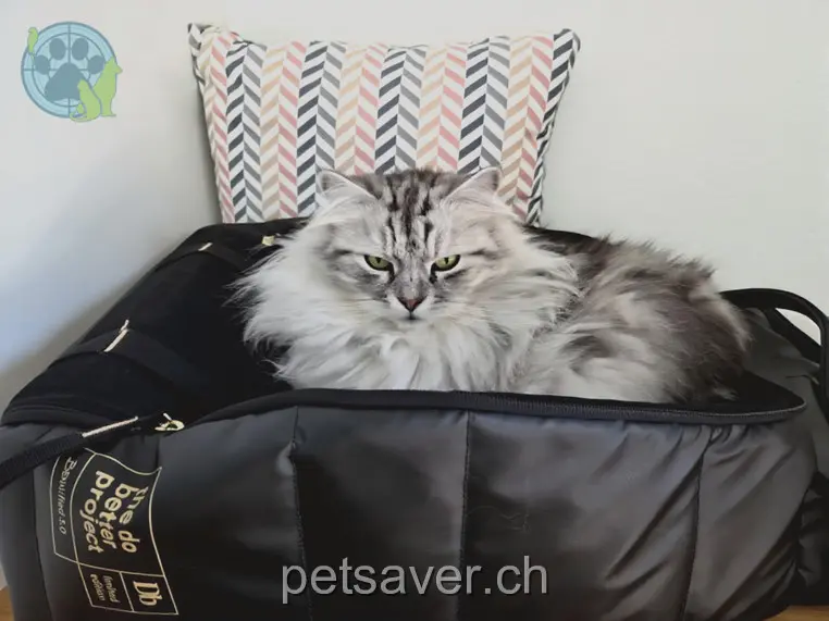 chat lost 31 Chemin de Rondans 2520 La Neuveville Plume