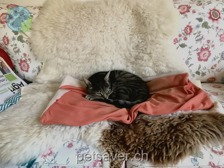 chat lost   2717 Rebévelier Tarzan