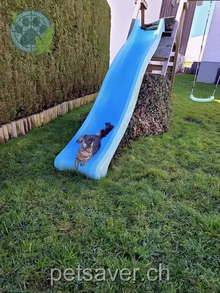 chat lost 12 Route de Moron 2735 Malleray Milano