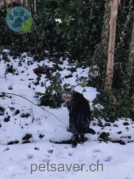 chat lost 25 Weyermattweg 3294 Büren an der Aare Balu