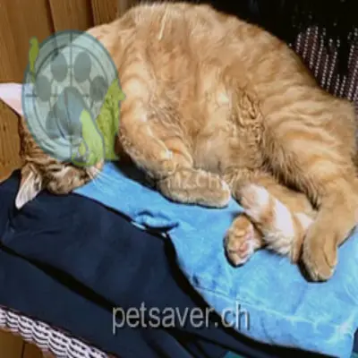 chat lost 72 Richtersmattweg 3054 Schüpfen Calmo