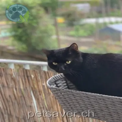 chat lost 2 Langeten 3293 Dotzigen Davinci