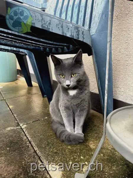 chat lost 31 Höheweg 3054 Schüpfen Gian