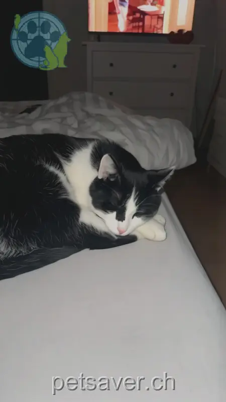 chat lost 22 Unterdorf 3267 Seedorf (BE) Hugo