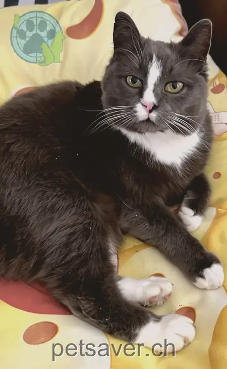 chat lost 20 Breiten 3232 Anet Idefix