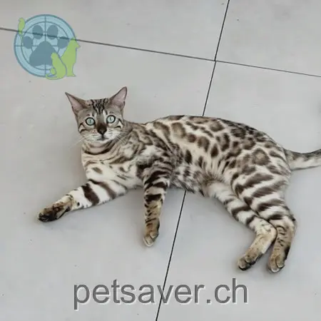 chat lost 8a Schützenweg 3296 Arch Maximus