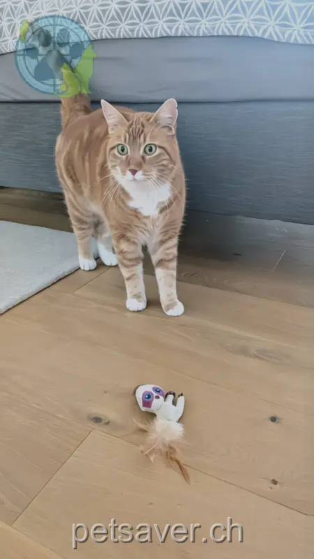 chat lost 14 Grissenberg 3266 Seedorf (BE) Napoleon