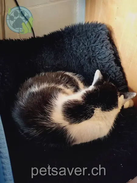 chat lost 2 Sagistrasse 3268 Seedorf (BE) Orly