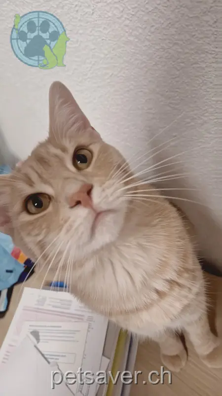 chat lost 99 Kriegackerstrasse 4132 Muttenz Dragan