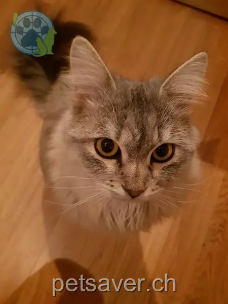 chat lost 12 Graham Bell-Strasse 4153 Reinach Kaspar