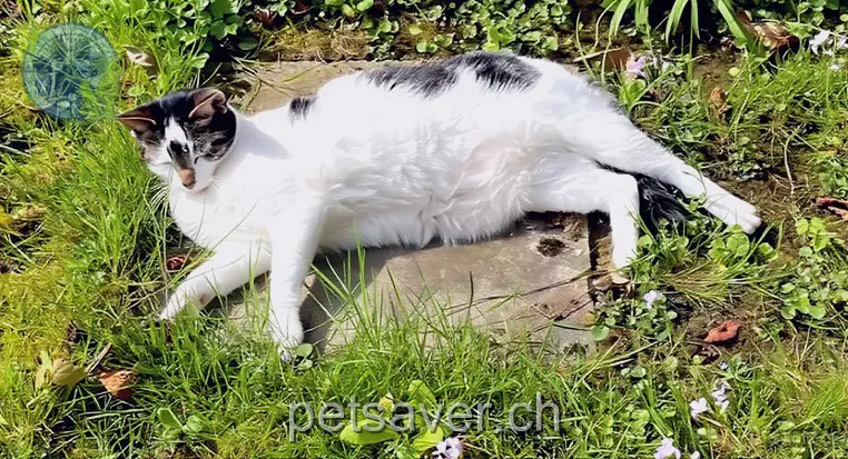 chat lost 3 Rämelstrasse 4106 Therwil Kratos