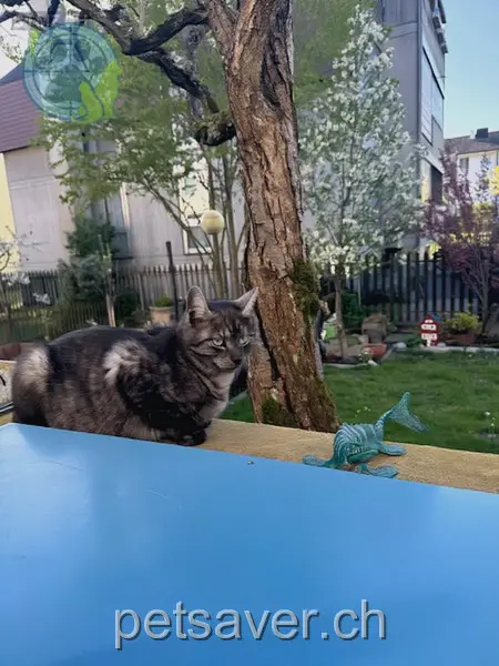 chat lost 25 Im Gstrüpf 4132 Muttenz Nemo