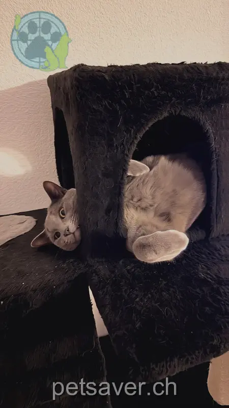 chat lost 4 Hinterleymenweg 4246 Wahlen Jj