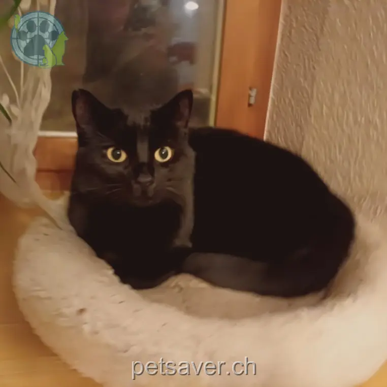 chat lost 9 Liestalerstrasse 4133 Pratteln Pico