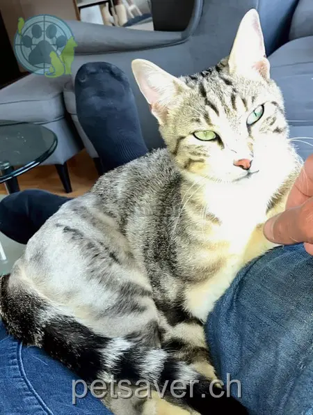 chat lost 84 Hauptstrasse 4455 Zunzgen Bailey