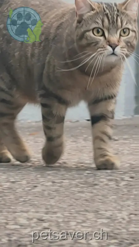 chat lost 8 Orisstrasse 4434 Hölstein Jamal/kotja