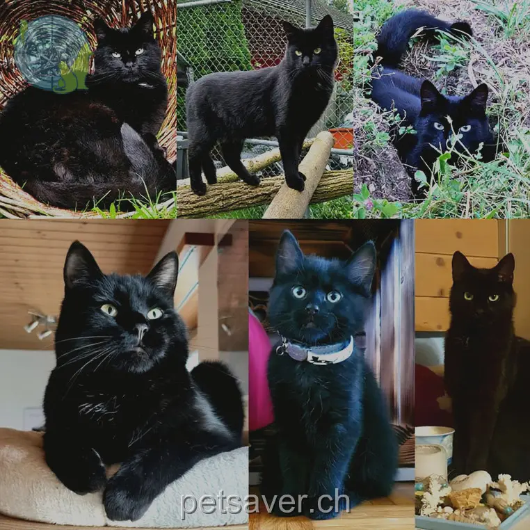 chat lost 5 Hoherweg 4438 Langenbruck Moritz