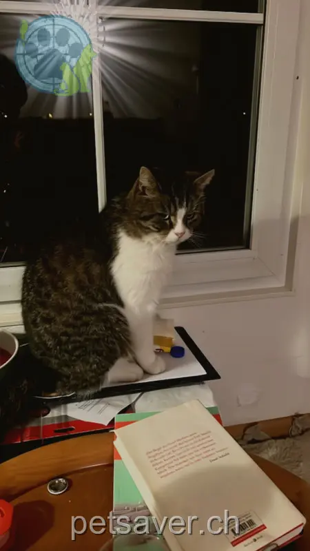 chat lost 41 Amerbachstrasse 4057 Bâle Emil