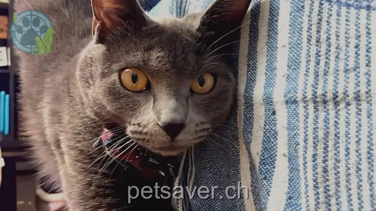 chat lost 43 Colmarerstrasse 4055 Bâle Polpetta