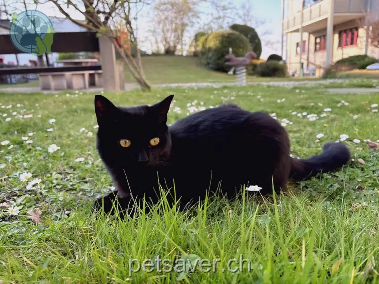 chat lost 14 Bollweilerstrasse 4055 Bâle Romeo