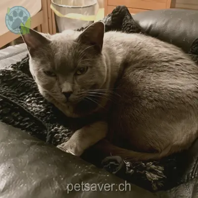 chat lost 17 Sängergasse 4054 Bâle Yaru