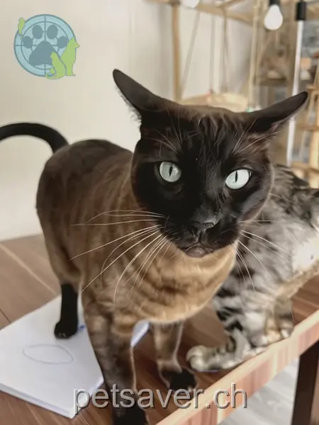 chat lost 17 Griesstraße 78266 Büsingen am Hochrhein Simba