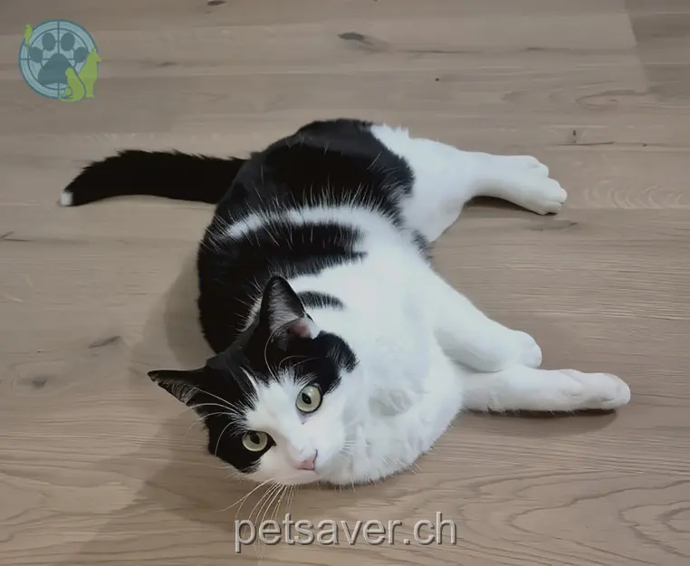 chat lost 11 Route Neuve 1563 Dompierre FR Sonic