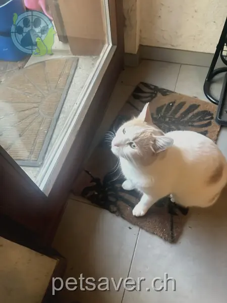 chat lost 25 Rue du Village 1485 Nuvilly Crevette