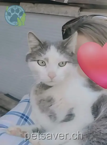 chat lost 5 Rue de la Loyetta 1486 Vuissens Denver