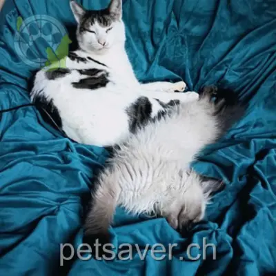 chat lost 10e Chemin des Esserpis 1470 Estavayer-le-Lac Linux