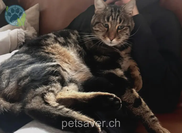 chat lost 25 Pré-de-la-Cure 1533 Ménières Oscar