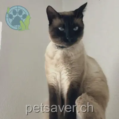 chat lost 10n Route du Pré-Terrapon 1553 Châtonnaye Cryo