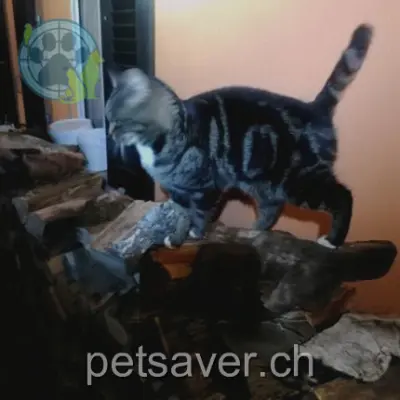 chat lost 31 Chemin Clos-du-Moulin 1677 Prez-vers-Siviriez Pesto