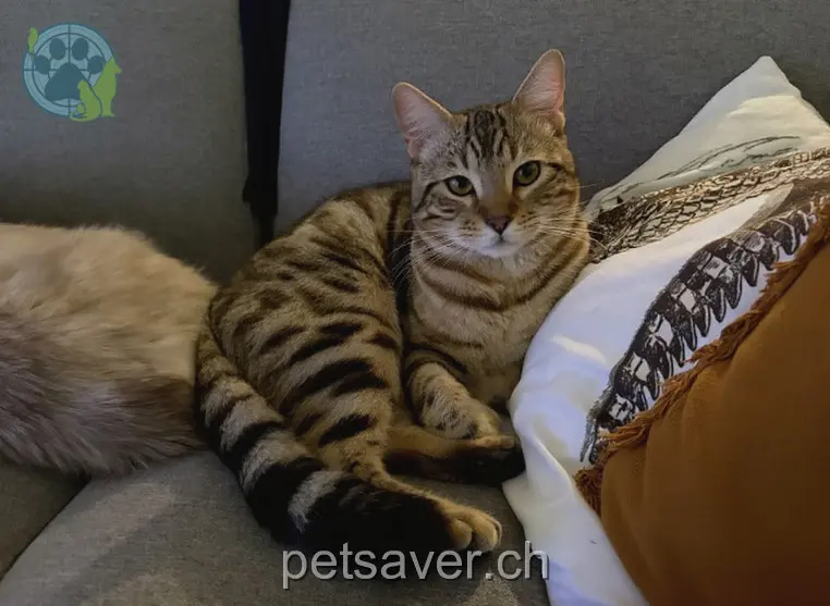 chat lost  Route de la Gare 1666 Grandvillard Brutus