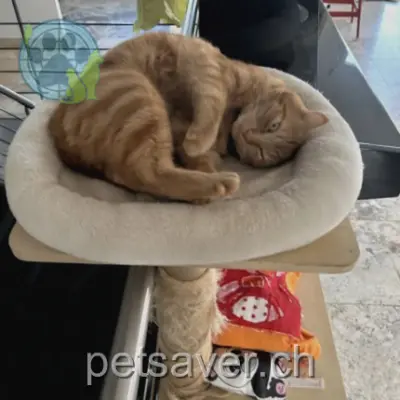 chat lost  Route de la Croix 1633 Vuippens Caramel